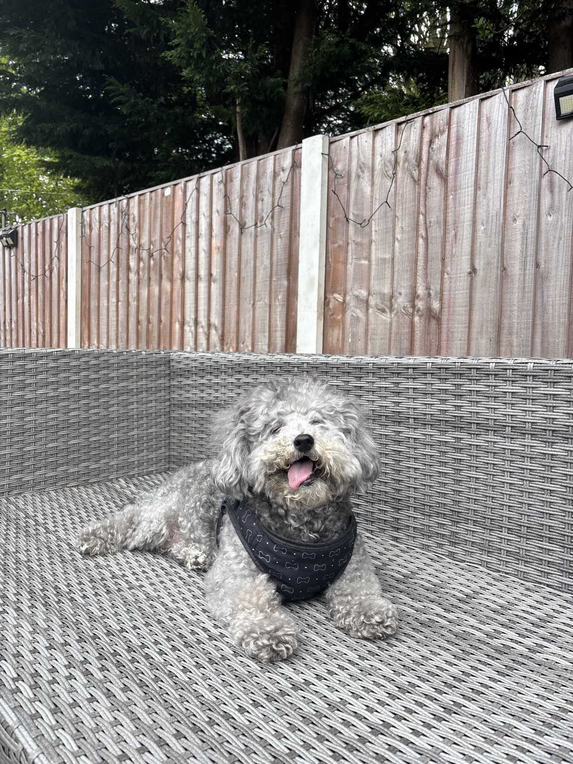 Fansh relaxing outdoors