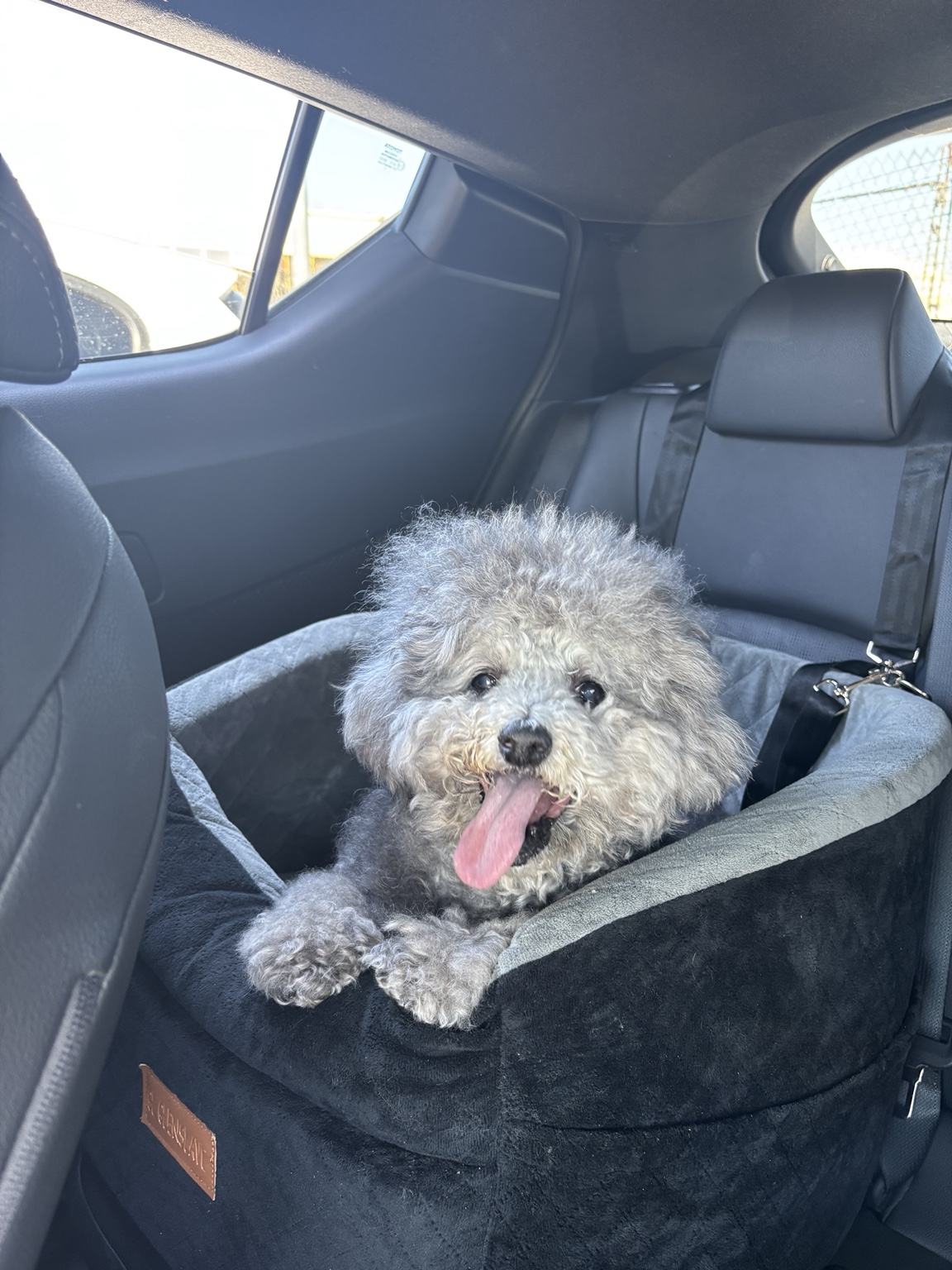 Fansh sitting in his travel seat