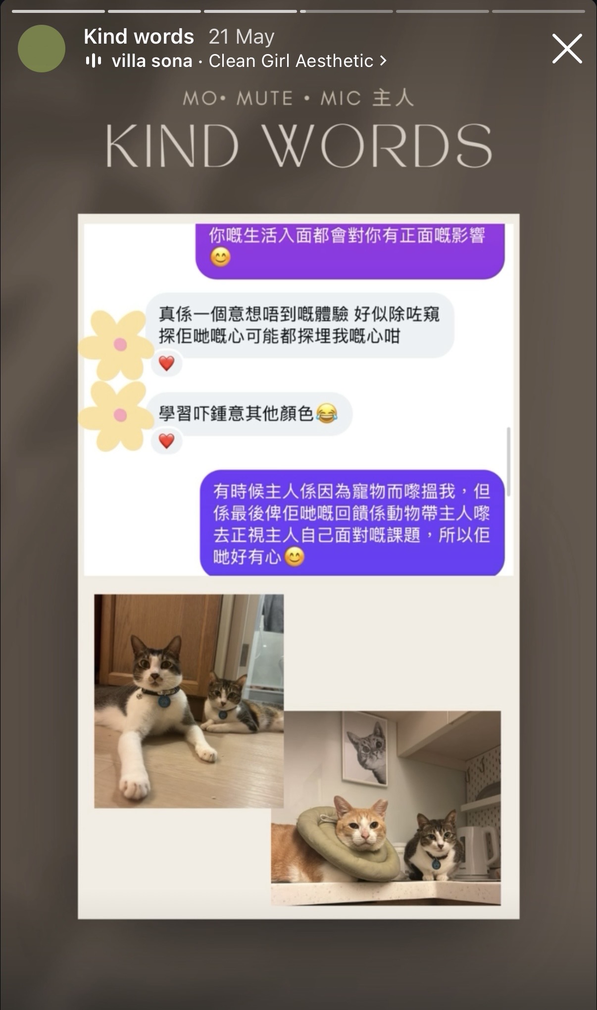 Client reflection with photographs of their cats